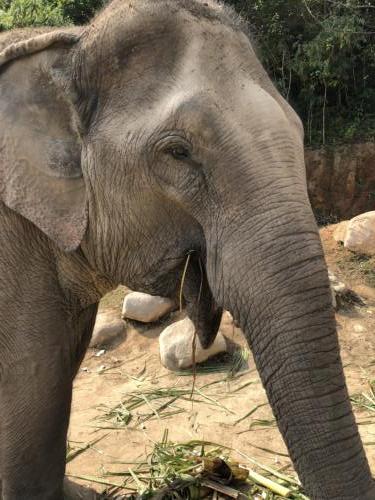 Karen Tribe Elephants