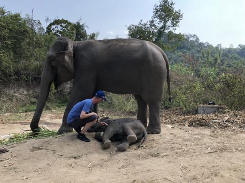 Karen Tribe Elephants 