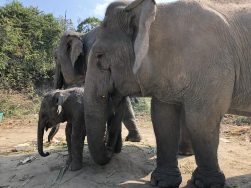 Karen Tribe Elephants