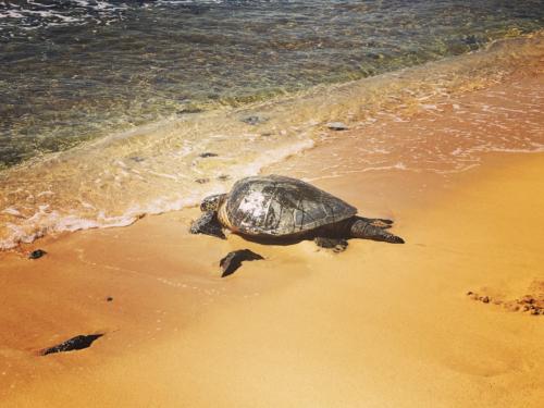 Tortoise on Poipu beach
